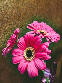 Close-up of pink flower