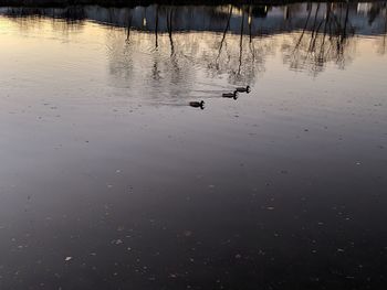 View of birds swimming in lake