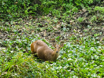 View of lizard on land