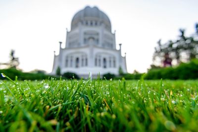 Trees growing on grassy field