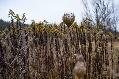 Close-up of crops growing on field against sky