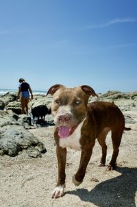 Dogs standing on land against sky