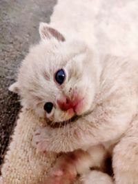 Close-up portrait of a cat