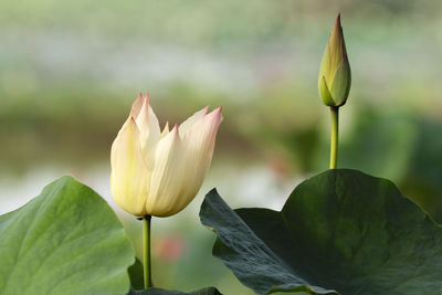 Beautiful lotus flower