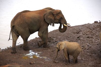 Side view of elephant with young one