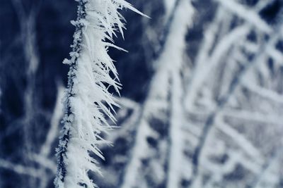 Close-up of frost on leaf