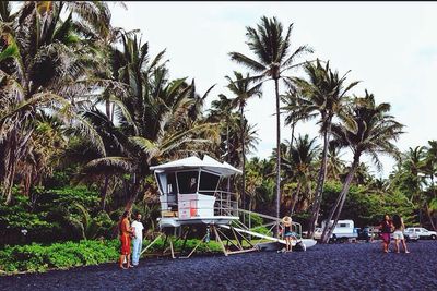 palm tree