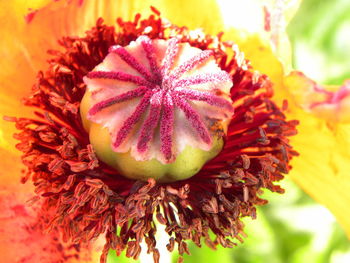 Close-up of red flower