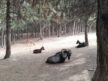 View of sheep in the forest