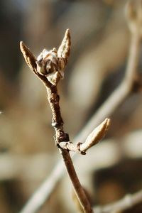 Close-up of wilted plant