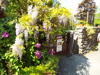 View of flowers growing on tree