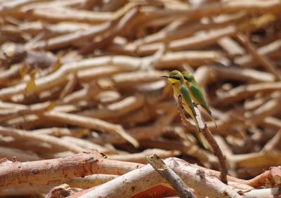 Close-up of insect