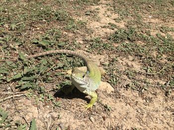 High angle view of lizard on field