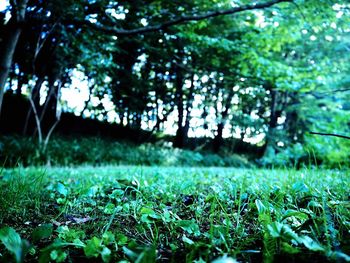 Surface level of trees on grassy field