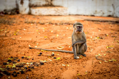 Portrait of monkey sitting on land