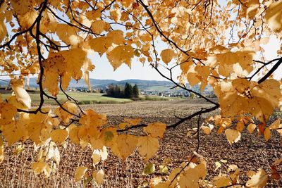 Autumn leaves on tree