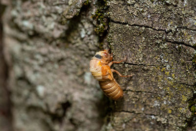 Close-up of insect on rock