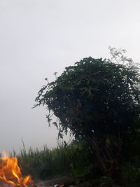 Tree growing on field against sky