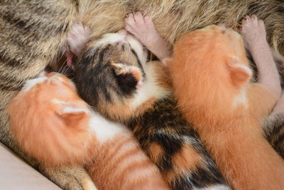 High angle view of cat with kittens relaxing in cardboard box