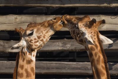 Close-up of two giraffe