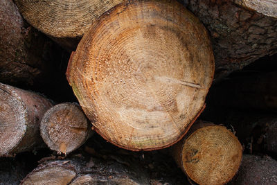 Stack of logs in forest