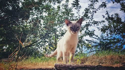 Portrait of cat sitting on tree