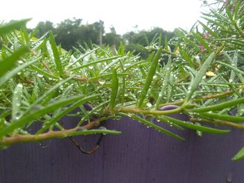 Close-up of wet plants