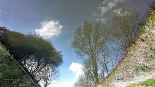 Low angle view of trees against sky