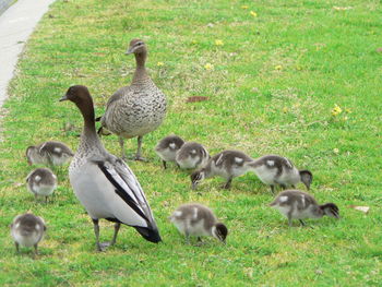 Ducks on field