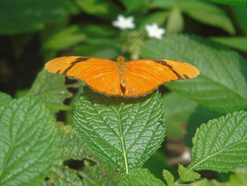 Close-up of butterfly on leaf