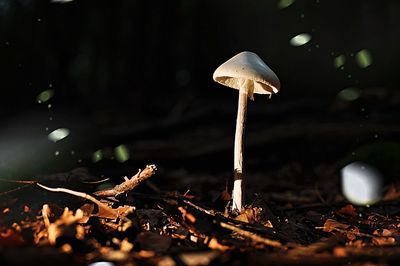 Close-up of mushroom growing on field