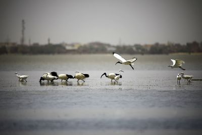 Flock of seagulls on beach