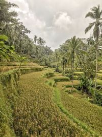 Scenic view of agricultural field against sky