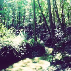 Scenic view of forest