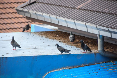 Pigeons perching on a railing