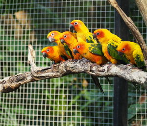 Close-up of parrot perching in cage