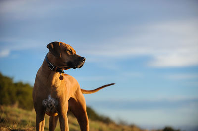 Close-up of dog on field against sky