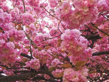 Close-up of pink cherry blossoms in spring