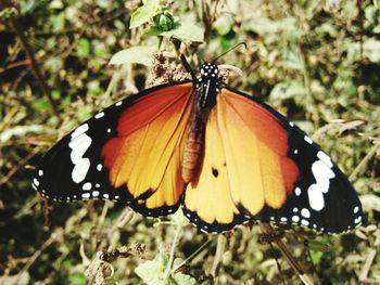 Butterfly perching on leaf