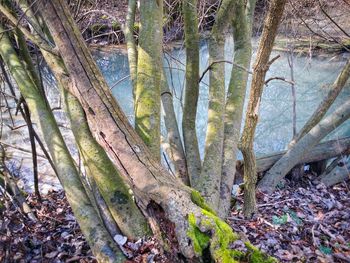 Trees in a river