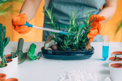 Woman fertilizing plants on the table at home