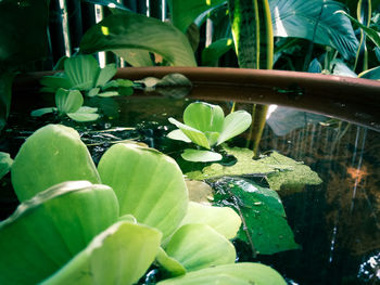 Close-up of wet leaves