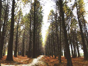 Panoramic view of trees in forest against sky