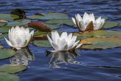 Close-up of lotus water lily in pond