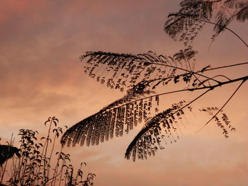 Low angle view of silhouette tree against sky at sunset