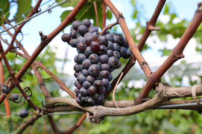 Low angle view of grapes hanging on tree