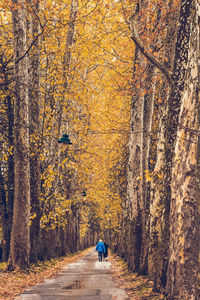 Rear view of person walking on road amidst trees during autumn