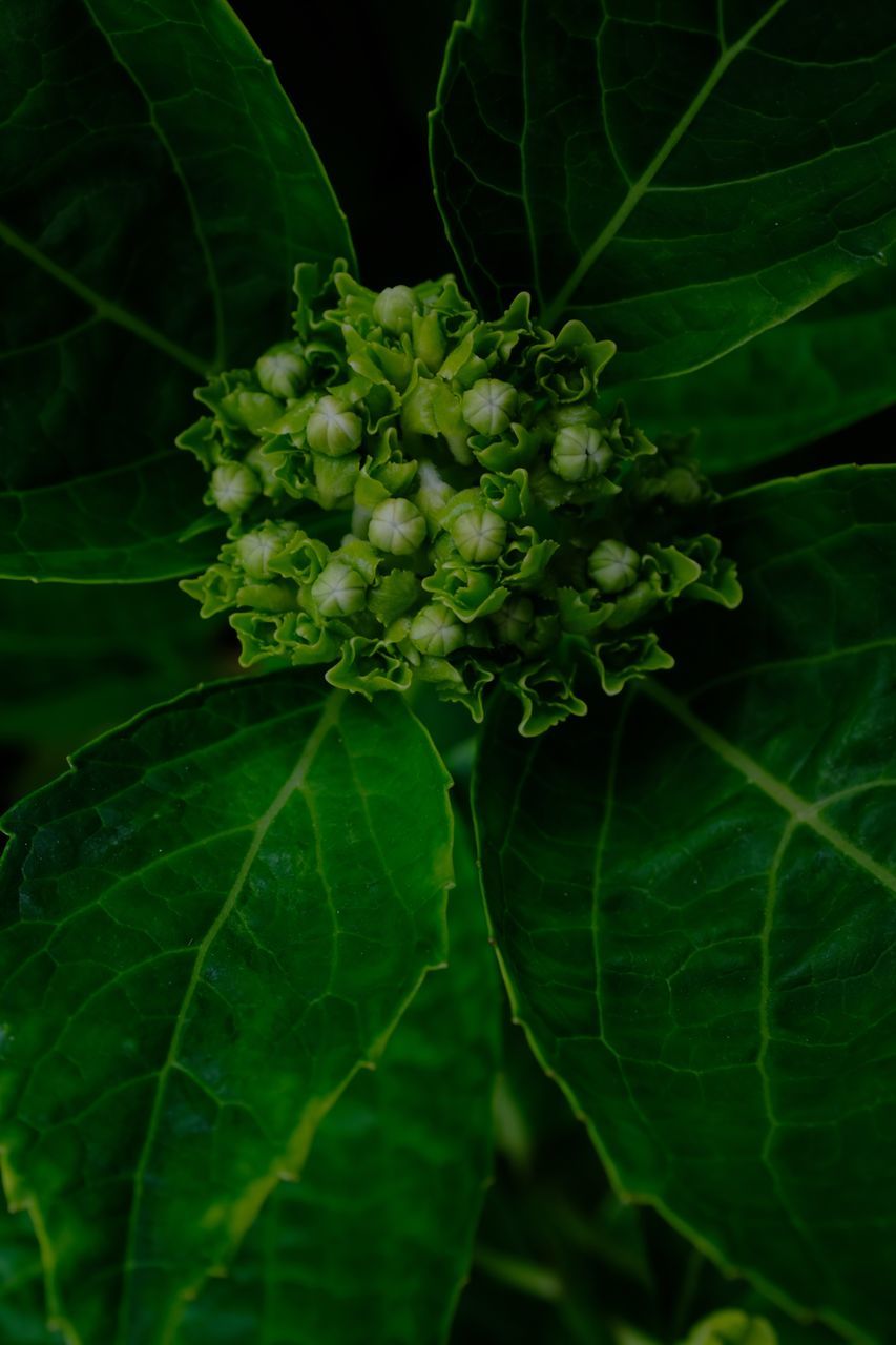 CLOSE-UP OF FRESH GREEN LEAVES ON WHITE ROSE