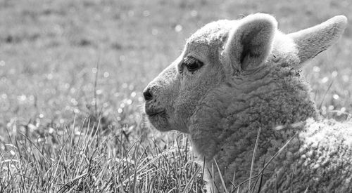 Portrait of new born lamb focusing on head nose and ears in green field black and white