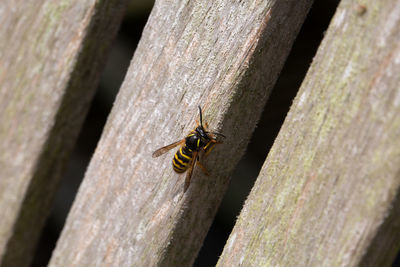 Close-up of bee on wood